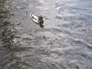 A male Mallard duck beneath the bridge.